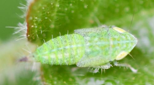 Fieberiella florii